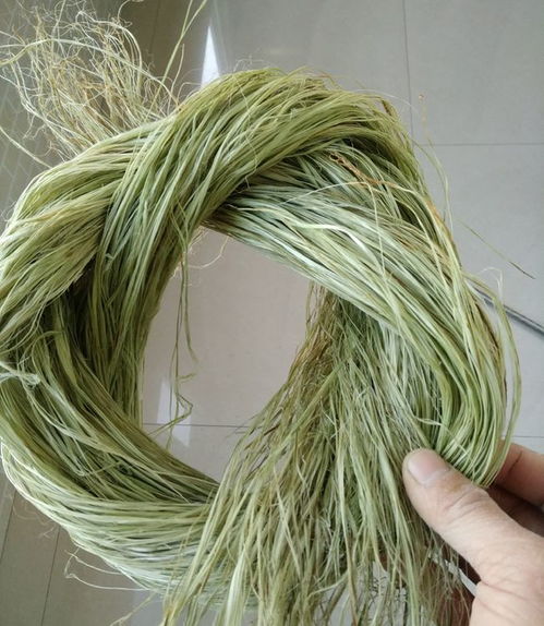 苎麻被称为 中国草 ,世界上纤维品质最好的植物,植物界的吉尼斯